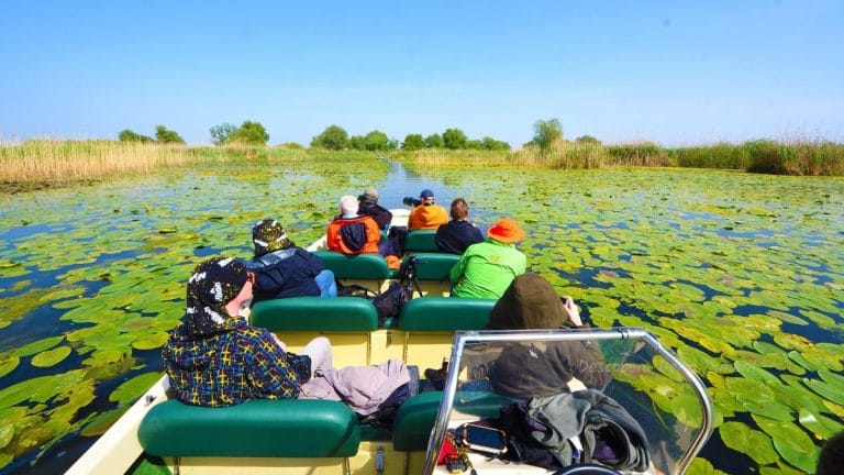 Birdwatching pe Canalul Crișan – Caraorman Birdwatching pe Canalul Crișan – Caraorman
