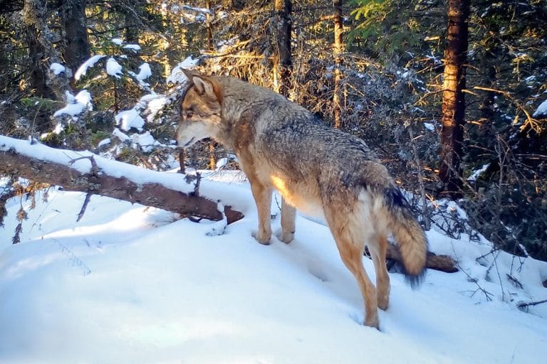 Fauna Carpaților iarna – urme și povești din zăpadă