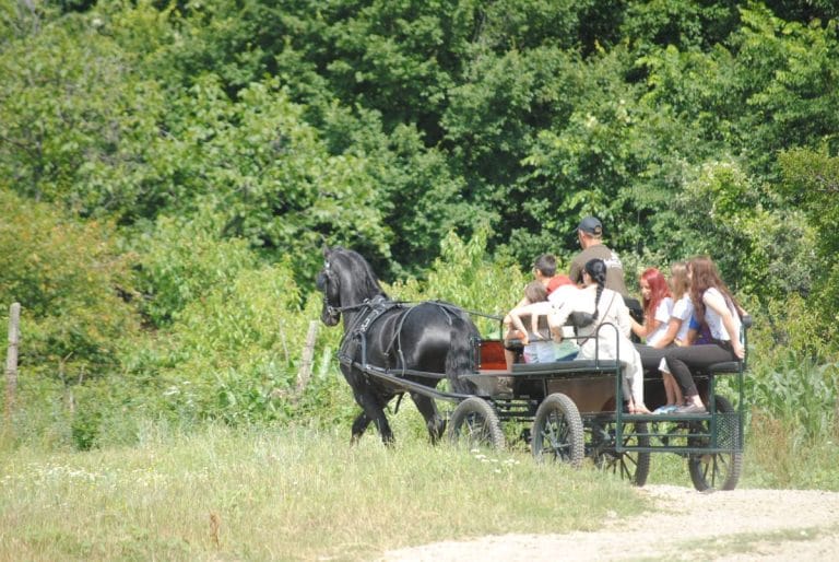 Plimbări cu căruța prin satele tradiționale din Maramureș: O călătorie în inima autentică a României Plimbări cu căruța prin satele tradiționale